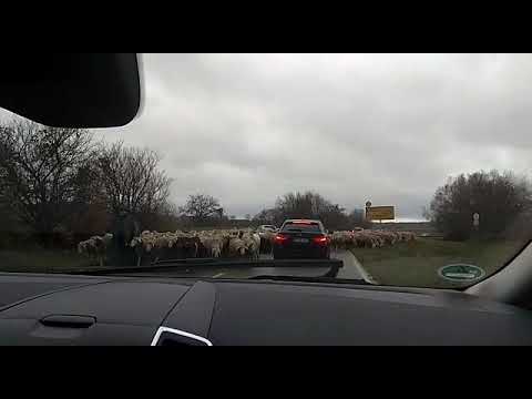 Schaafe bei Frauenweiler