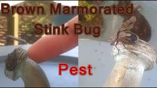 Brown Marmorated Stink Bug (Halyomorpha Halys) Primping on Faucet Spout | 1080HD