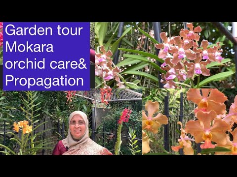 Garden tour: MOKARA ORCHID care & propagation |Tips for healthy orchids|മൊക്കാറ