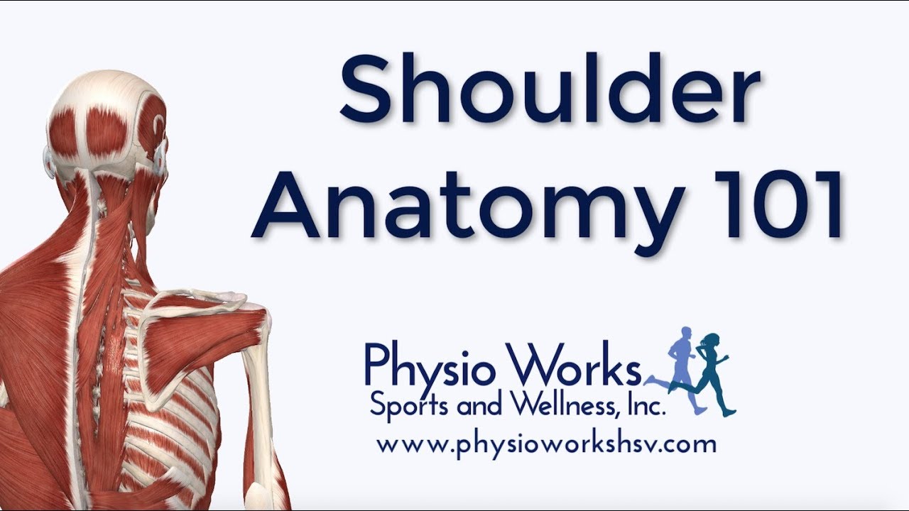 Rotator Cuff Anatomy