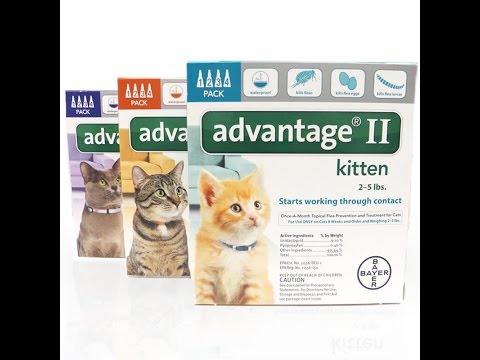 Advantage II for Cats