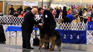 preview picture of video 'Best Of Breed, Tibetan Mastiff, Greater Clark County KC Dog Show - 12-6-14'