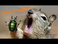 COnKeR IS BRoKeN Smash Remix Conker Montage