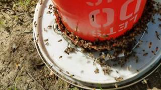 How to feed your hungry honey bees when nectar flow slows down