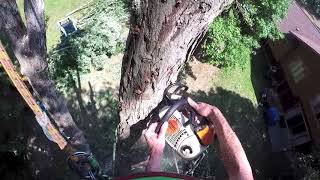 White oak removal - Everett Tree Service