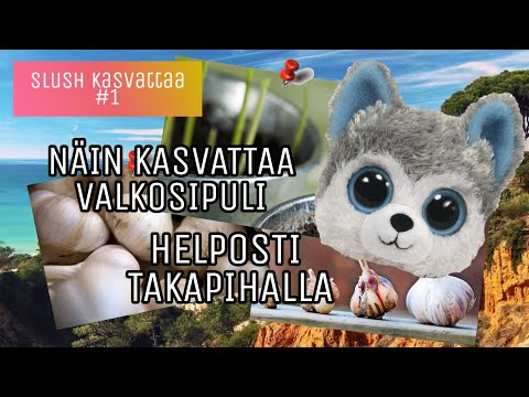 , title : 'Näin kasvatat valkosipulin + eka video'