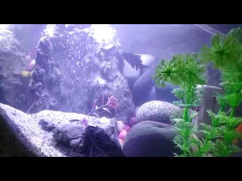 Sand Fall in Fish Tank