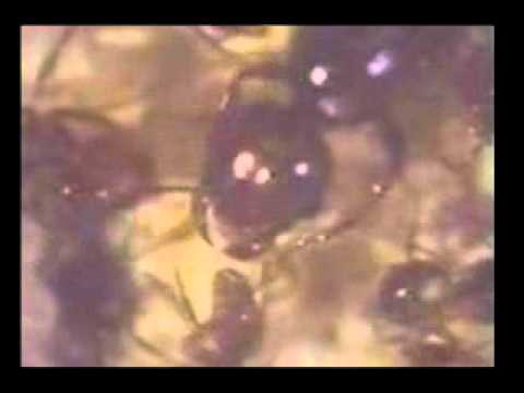 Fire Ant Trophallaxis