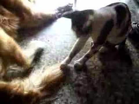 A Friendly Tail of Friendship