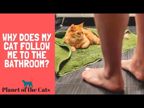 Why Does My Cat Follow Me To The Bathroom?