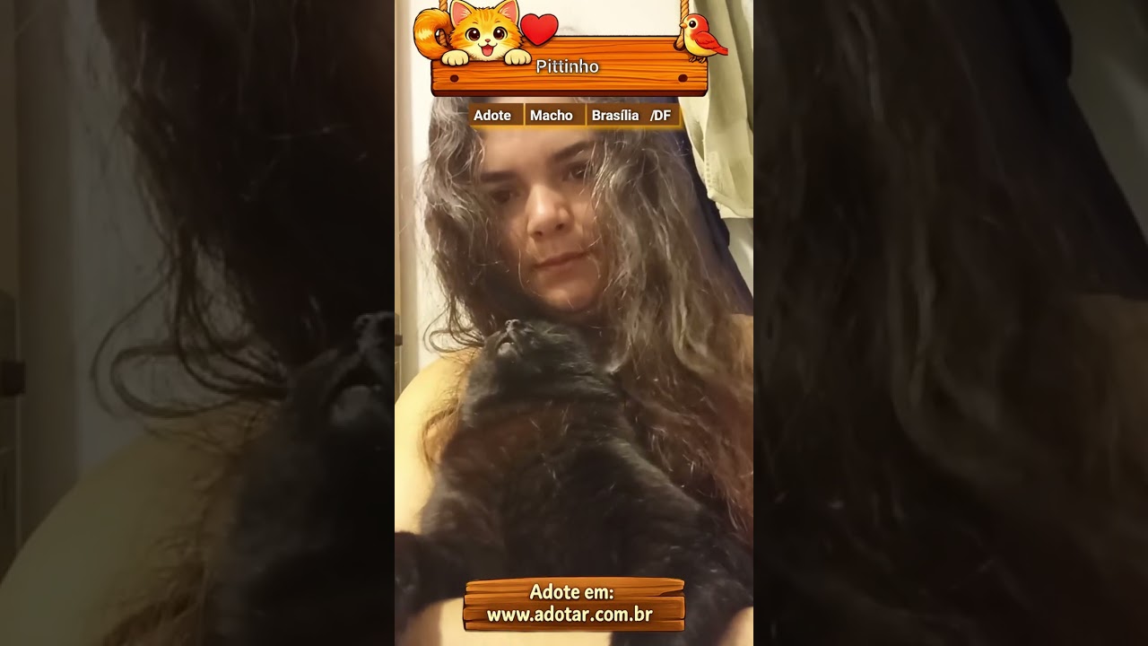 Gato raça SRD-ViraLata idade 4 anos nome Pittinho