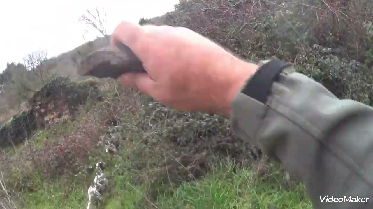 Watch Now caccia al cinghiale con il cane da ferma caccia al cinghiale con il cane da ferma