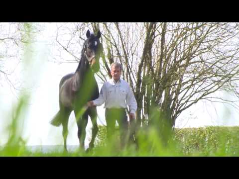 LEGOLAS, étalon "shuttle" à l'Elevage d'Airy - Haras d'Enki Avril 2014