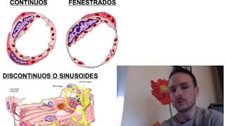 Microcirculación (Parte 1)