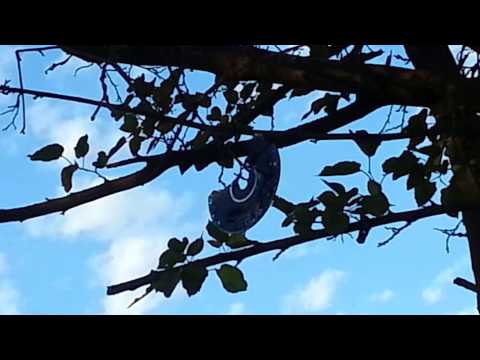 Shattering a CD with a pellet gun (with slo-mo)