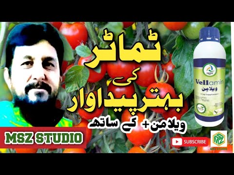 Tomato Growth || Vellamin || Agrow Limited || MSZ Studio