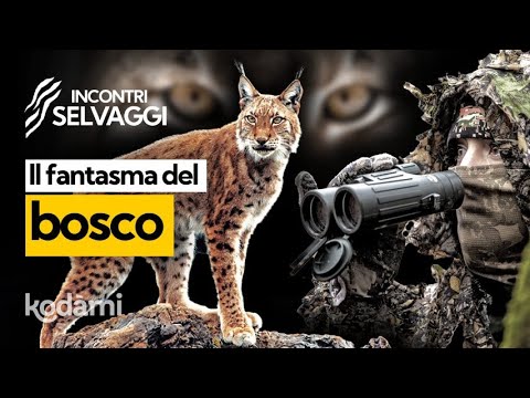 The lynx has returned to Italy, even though...there are only five specimens left! But where can y...