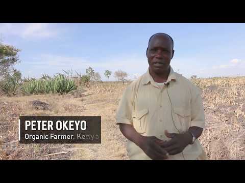 What Cuba can teach America about organic farming