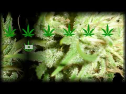 IDAVID PRODUCTIONS FEAT JAMIE IRIE ...LEGALIZE IT REMIX PROMO.wmv