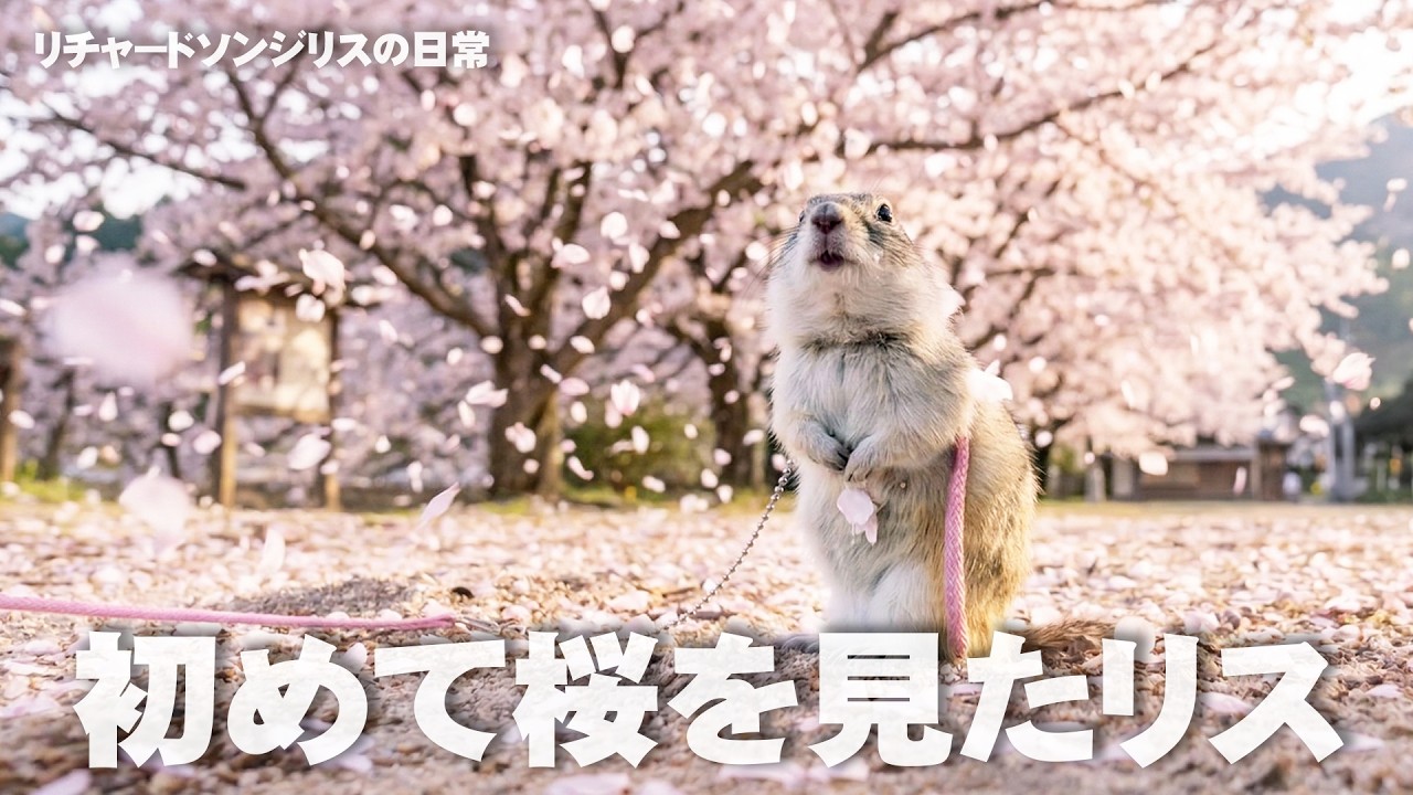 リス、初めての花見。秒で本性出る【リチャードソンジリス】