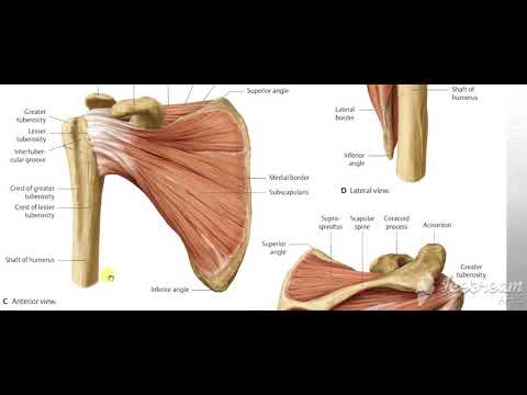 Rotator cuff muscles 2