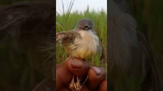 Download lagu garang banget burung ciblek tebu mp3