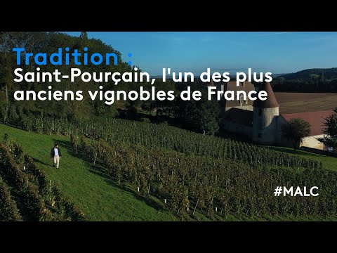 Tradition: Saint-Pourçain, one of the oldest vineyards in France