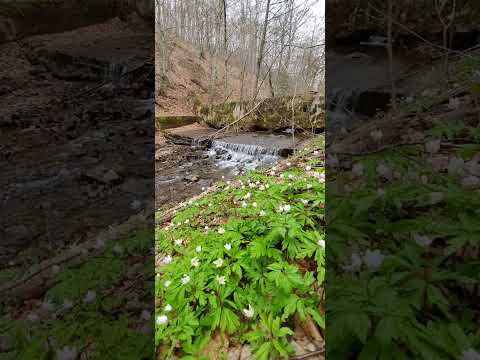 Natura la ea acasa inconjurata de brebeni...