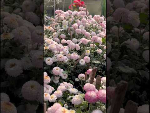 🌸শীতের প্রথম ফুল দেখেই আমার দিল খুশ 💗 #garden #gardening