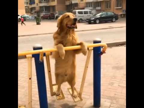 funny animals 😂🤭