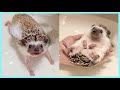 How To Bathe a Difficult Hedgehog, Cut Their Nails, Calm Them |101 The Ultimate Hedgehog Care Guide