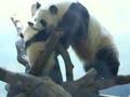 Mommy Panda Eating Baby Panda