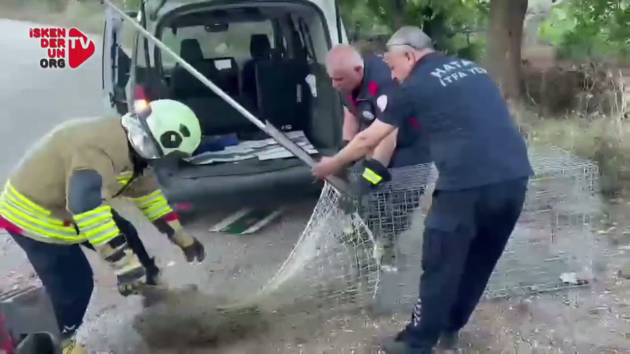Bal Porsuğu Susuz Havuzda Mahsur Kaldı