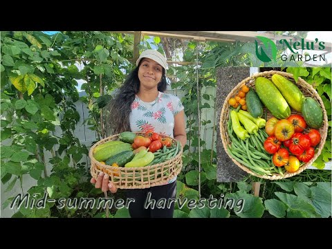 Nelu's Garden | Mid-summer Harvesting