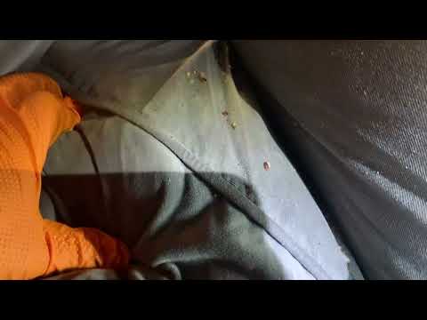 Couch is Full of Bed Bugs in Metuchen, NJ