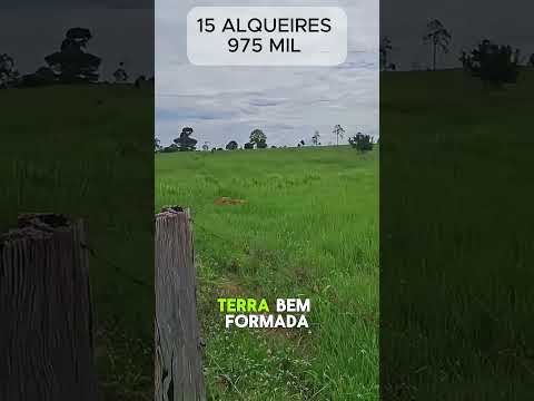 15 ALQUEIRES TERRA TOP NO CAPIM