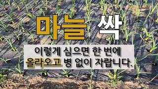 마늘 싹 이렇게 심으면 한 번에 올라오고 병 없이 자랍니다. #주말농장 마늘 심기 #마늘 싹 잘 올라 오는 …