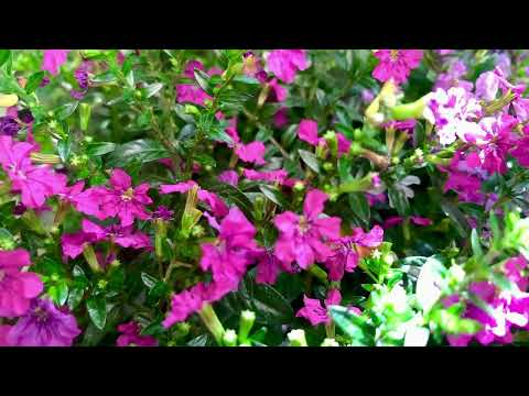 Falsches Heidekraut (Myrthe)