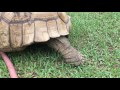Monday Minute Tortoise Digging