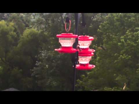 Hummingbird Feeding Frenzy