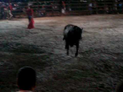 Costa Rican Bullfights 2