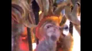 Fodiator - Xmas by the Bimbo Box