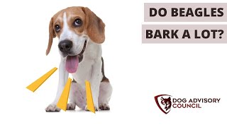 Do Beagles Bark A Lot? (At Night)