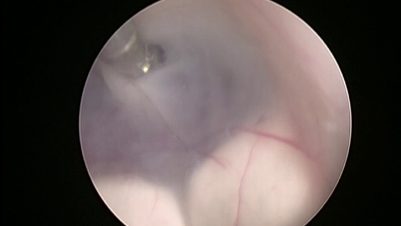 Leonardo Conrado Silva Lima-20