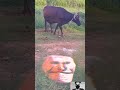 Crazy Amazing Shorts Shortvideo Fun Doremamu