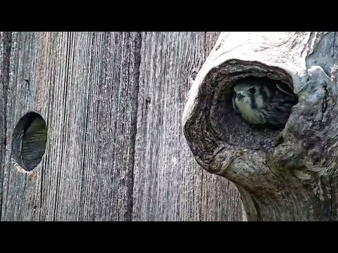Kestrel Chick Pokes Its Head Out Of The Nest Box Entrance – June 10, 2025