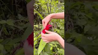 Download lagu Gadis Cantik di Hutan! 🌳🌲😲✨#shorts #viralvideo #fyp mp3 Download lagu Gadis Cantik di Hutan! 🌳🌲😲✨#shorts #viralvideo #fyp mp3