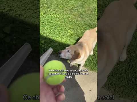 Réaction animale captée au bon moment #shorts