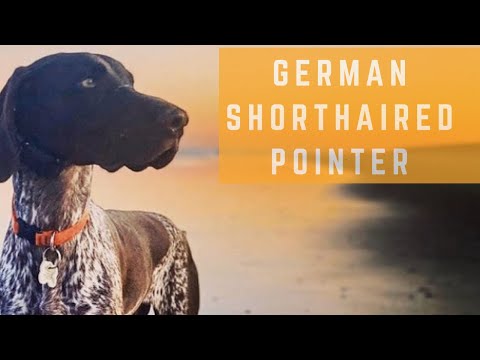 The Balanced K-9, LLC video.