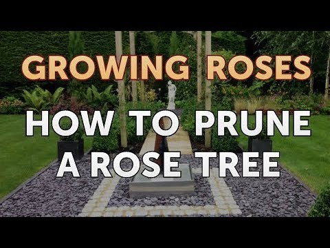 How to Take Care of a Mini Rose Plant